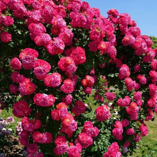 Rose Flower Seeds