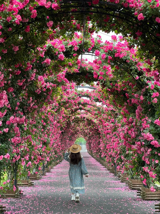 Rose Flower Seeds
